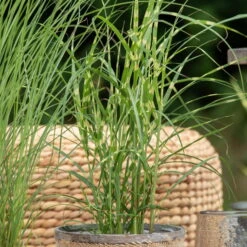 Bio Zebragras 'Zebrinus', Topf 5 Liter 12 Bio Zebragras 'Zebrinus', Topf 5 Liter -Stilvolles Gartenmöbelgeschäft 0320300264 Miscanthus sin Zebrinus 1 81629