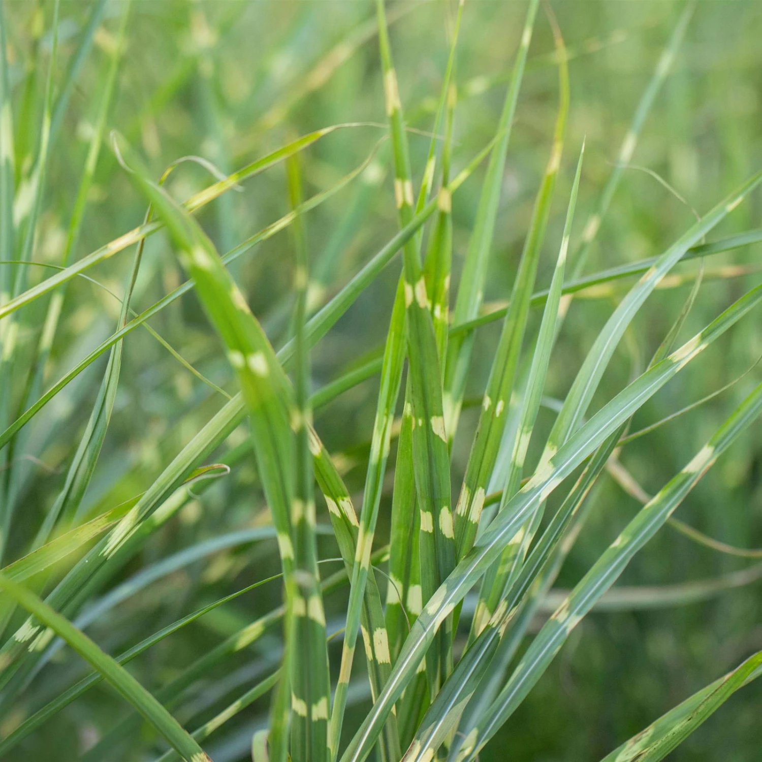 Bio Zebragras 'Zebrinus', Topf 5 Liter 2 Bio Zebragras 'Zebrinus', Topf 5 Liter – Bild 2