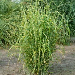Bio Zebragras 'Zebrinus', Topf 5 Liter 13 Bio Zebragras 'Zebrinus', Topf 5 Liter -Stilvolles Gartenmöbelgeschäft 0320300264 Miscanthus sin Zebrinus KB 5ltr Cont 34957