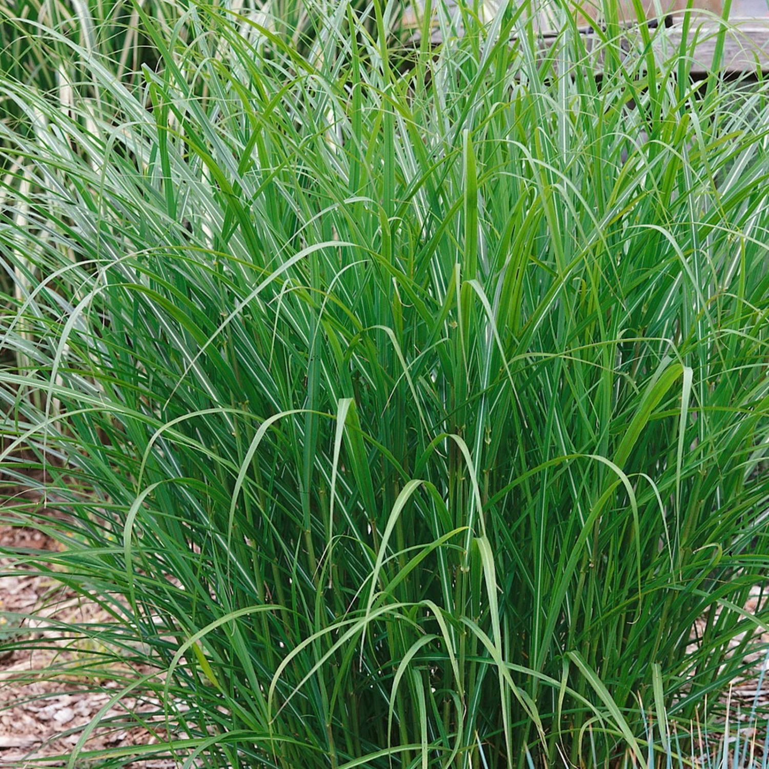 Bio Chinaschilf 'Ferner Osten', Topf 5 Liter 1 Bio Chinaschilf 'Ferner Osten', Topf 5 Liter