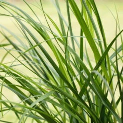Bio Pampasgras 'Pumila', Topf 5 Liter -Stilvolles Gartenmöbelgeschäft 0320300620 Cortaderia selloana Pumila 1 81617