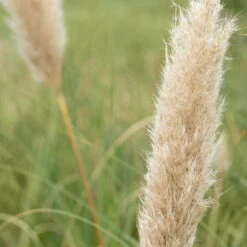 Bio Pampasgras 'Pumila', Topf 5 Liter -Stilvolles Gartenmöbelgeschäft 0320300620 Cortaderia selloana Pumila 2 81618