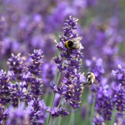 Lavendel 'Hidcote Blue', Dunkel-blauviolett, Topf-Ø 23 Cm -Stilvolles Gartenmöbelgeschäft 0320500484 Lavandula ang Hidcote Bluete 1 111619
