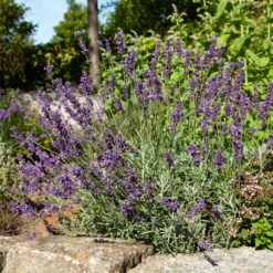 Lavendel 'Hidcote Blue', Dunkel-blauviolett, Topf-Ø 23 Cm -Stilvolles Gartenmöbelgeschäft 0320500484 Lavandula ang Hidcote Bluete 3 111620