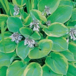 Funkie 'So Sweet' Weiß, Topf-Ø 11 Cm, 3er-Set -Stilvolles Gartenmöbelgeschäft 0320600169 Hosta plant. So Sweet 46350