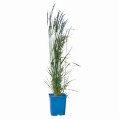 Bio Reitgras 'Karl Foerster', Topf 5 Liter -Stilvolles Gartenmöbelgeschäft 0321600001 Calamagrostis acut Karl Foerster 2 114069