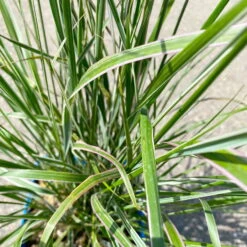 Bio Reitgras 'Karl Foerster', Topf 5 Liter -Stilvolles Gartenmöbelgeschäft 0321600002 Calamagrostis acut Overdam 6 113977