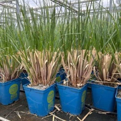 Bio Pampasgras 'Evita'®, Topf 5 Liter 8 Bio Pampasgras 'Evita'®, Topf 5 Liter -Stilvolles Gartenmöbelgeschäft 0321600004 cordateria sellonan evita 4 123883