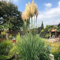 Bio Pampasgras 'Pumila', Topf 5 Liter -Stilvolles Gartenmöbelgeschäft 0321600005 pampasgras test 124761