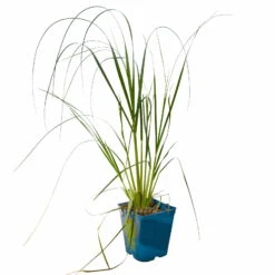 Bio Pampasgras 'Pumila', Topf 5 Liter -Stilvolles Gartenmöbelgeschäft 0321600005 Cortaderia selloana Pumila 5L 3 112425