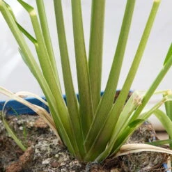 Bio Pampasgras 'Pumila', Topf 5 Liter -Stilvolles Gartenmöbelgeschäft 0321600005 Cortaderia selloana Pumila 5L 8 112493