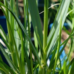 Bio Pampasgras 'Sunnigdale Silver' Silber-weiß, Topf 5 Liter -Stilvolles Gartenmöbelgeschäft 0321600007 Cortaderia selloana Sunningdale Silver 5 112496