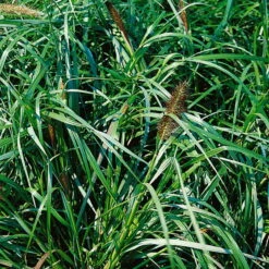 Bio Lampenputzergras 'National Arboretum' Braun, Höhe 60-80 Cm, 5 Liter Topf -Stilvolles Gartenmöbelgeschäft 0321600020 Pennisetum National Arboretum beschnitten 120415