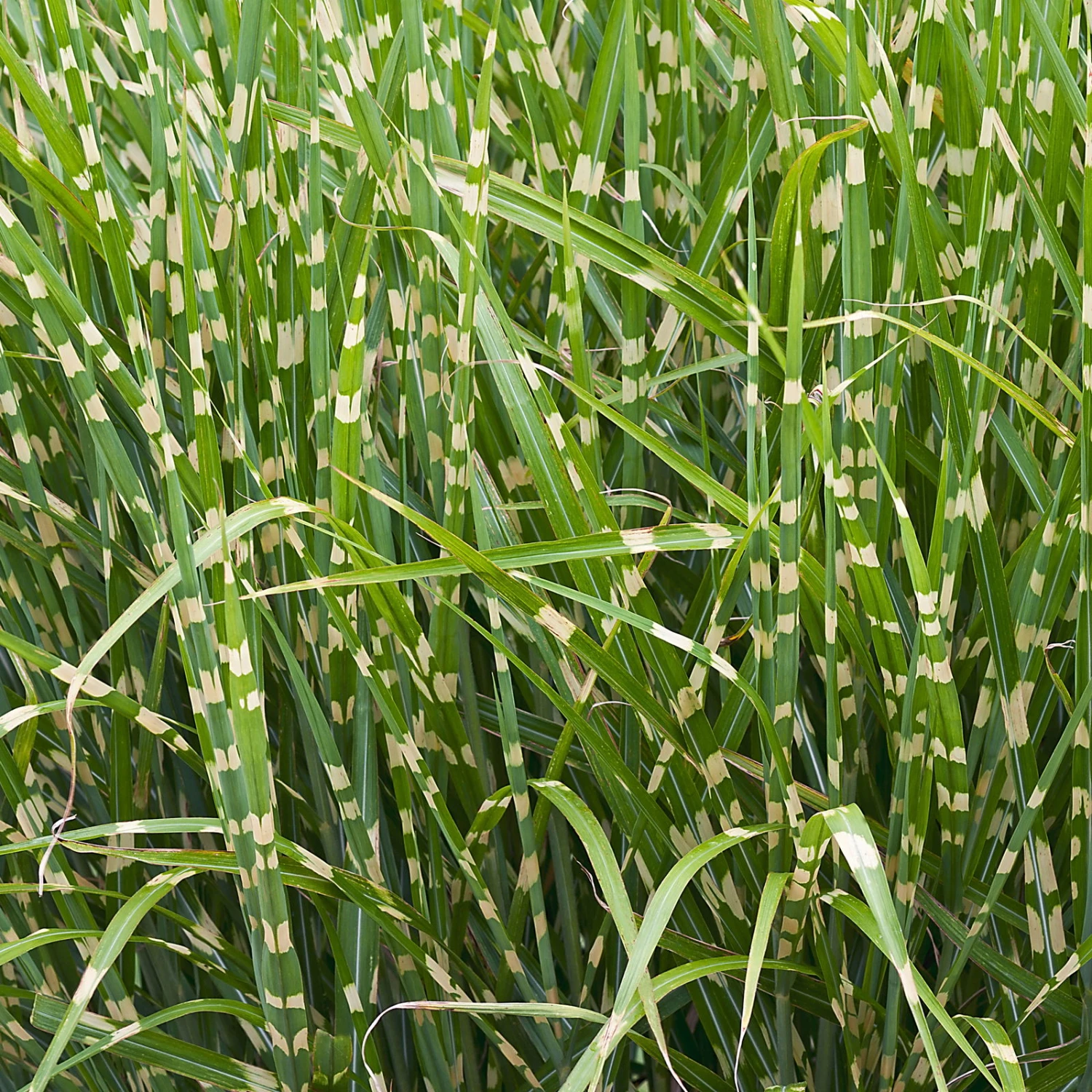 Bio Miscanthus Sinensis 'Strictus' Braun, Höhe 160-180 Cm, 5 Liter Topf 2 Bio Miscanthus Sinensis 'Strictus' Braun, Höhe 160-180 Cm, 5 Liter Topf – Bild 2