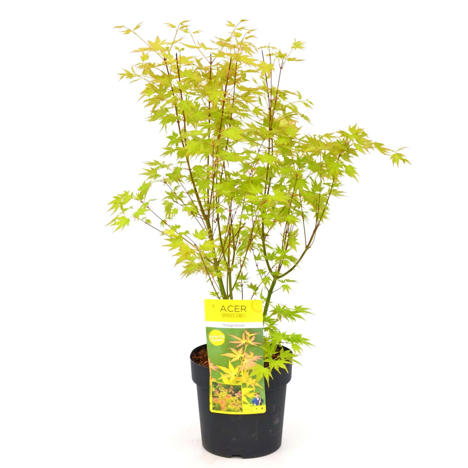 Japanischer Fächerahorn 'Orange Dream', Höhe 40 - 60 Cm, Topf-Ø 19 Cm 2 Japanischer Fächerahorn 'Orange Dream', Höhe 40 - 60 Cm, Topf-Ø 19 Cm – Bild 2