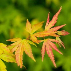 Japanischer Fächerahorn 'Orange Dream', Höhe 40 - 60 Cm, Topf-Ø 19 Cm