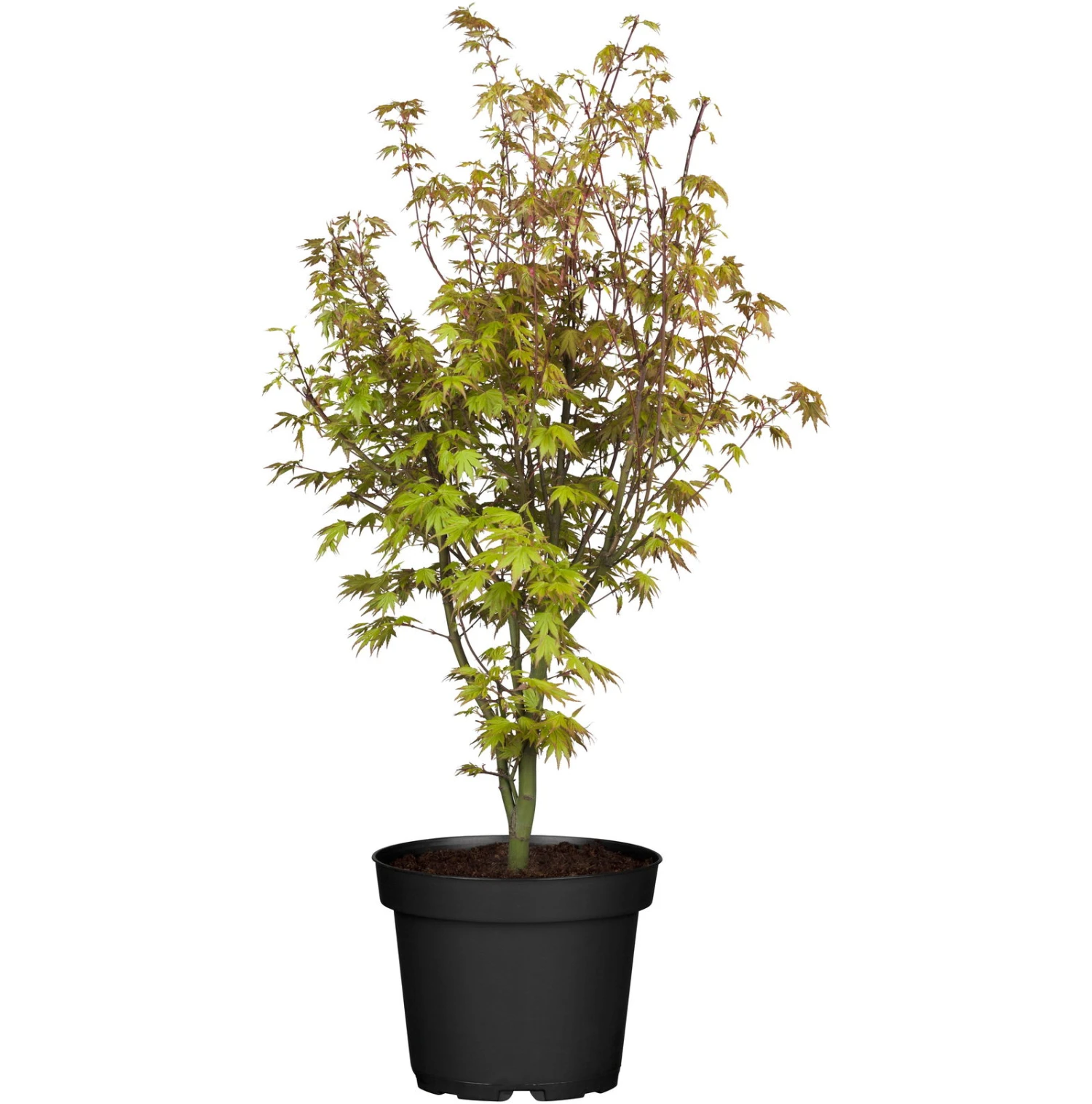 Japanischer Fächerahorn 'Orange Dream'; Höhe 60 - 80 Cm, Topf 7,5 Liter 4 Japanischer Fächerahorn 'Orange Dream'; Höhe 60 - 80 Cm, Topf 7,5 Liter – Bild 4