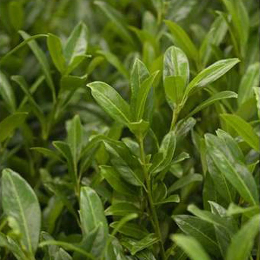 Aufrechter Kirschlorbeer 'Herbergii', 2er-Set, Höhe 60-80 Cm, Topf Je 7 Liter 1 Aufrechter Kirschlorbeer 'Herbergii', 2er-Set, Höhe 60-80 Cm, Topf Je 7 Liter