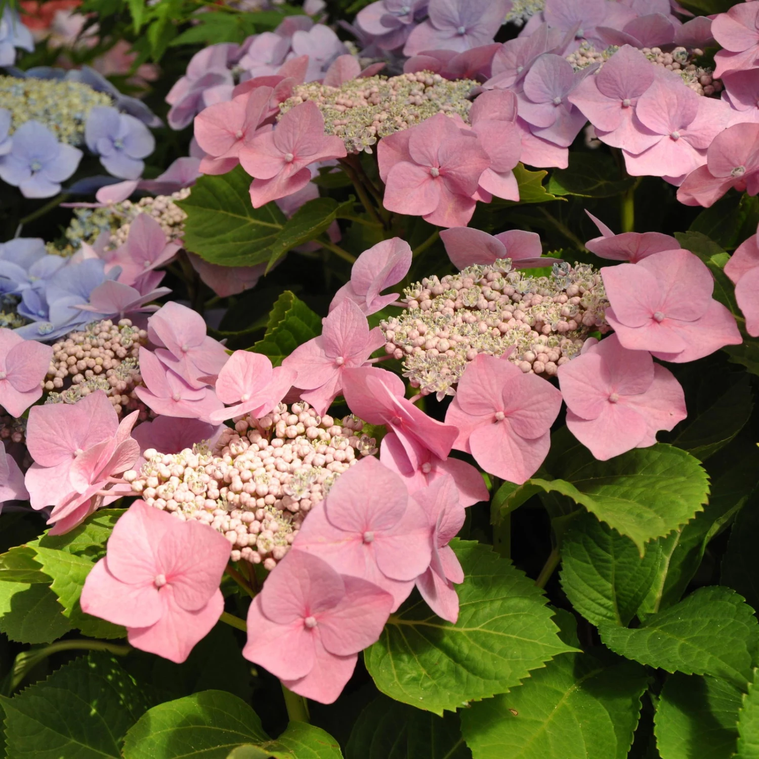 Kölle Tellerhortensie, Hydrangea Macropylla, Rosa, Im 5 Lt. Topf 1 Kölle Tellerhortensie, Hydrangea Macropylla, Rosa, Im 5 Lt. Topf