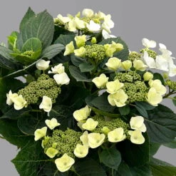 Kölle Tellerhortensie, Hydrangea Macropylla, Weiß, Im 5 Lt. Topf -Stilvolles Gartenmöbelgeschäft 0415100672 hydrangea mac teller weiss 4 125095