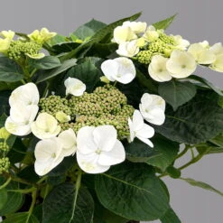 Kölle Tellerhortensie, Hydrangea Macropylla, Weiß, Im 5 Lt. Topf -Stilvolles Gartenmöbelgeschäft 0415100672 hydrangea mac teller weiss 5 1 125093