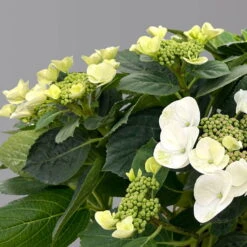 Kölle Tellerhortensie, Hydrangea Macropylla, Weiß, Im 5 Lt. Topf -Stilvolles Gartenmöbelgeschäft 0415100672 hydrangea mac teller weiss 5 125094