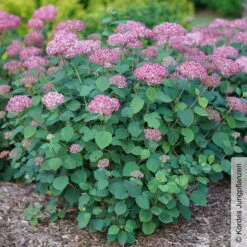 Rosa Schneeballhortensie 'Pink Annabelle'®, Rosa, Topf 5 Liter 10 Rosa Schneeballhortensie 'Pink Annabelle'®, Rosa, Topf 5 Liter -Stilvolles Gartenmöbelgeschäft 0415300088 Hydrangea arb Pink Annabelle 2 93915