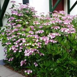 Japanische Berg-Hortensien 'Blue Deckle' & 'Blue Bird', 2er-Set, Topf 4 Liter 9 Japanische Berg-Hortensien 'Blue Deckle' & 'Blue Bird', 2er-Set, Topf 4 Liter -Stilvolles Gartenmöbelgeschäft 0415500167 Hydrangea serrata Blue Deckle Blue Bird 2 104398