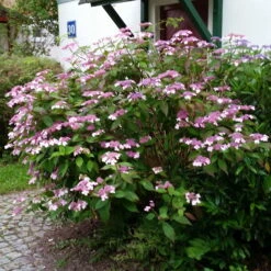 Japanische Berg-Hortensien 'Blue Deckle' & 'Blue Bird', 2er-Set, Topf 4 Liter 10 Japanische Berg-Hortensien 'Blue Deckle' & 'Blue Bird', 2er-Set, Topf 4 Liter -Stilvolles Gartenmöbelgeschäft 0415500167 Hydrangea serrata Blue Deckle Blue Bird 3 104399
