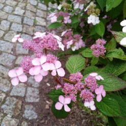 Japanische Berg-Hortensien 'Blue Deckle' & 'Blue Bird', 2er-Set, Topf 4 Liter 11 Japanische Berg-Hortensien 'Blue Deckle' & 'Blue Bird', 2er-Set, Topf 4 Liter -Stilvolles Gartenmöbelgeschäft 0415500167 Hydrangea serrata Blue Deckle Blue Bird 4 104400