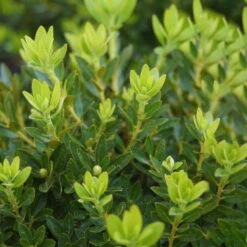 Rhododendron 'Bloombux'® Pink, 6er-Set, Höhe 20-25 Cm, Topf 2 Liter -Stilvolles Gartenmöbelgeschäft 0420500424 Bloombux Pink 6er Set 2 98926