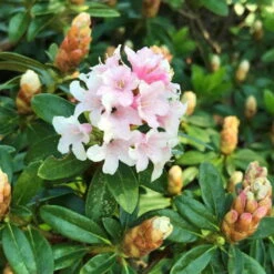 Rhododendron 'Bloombux'® Pink, 6er-Set, Höhe 20-25 Cm, Topf 2 Liter -Stilvolles Gartenmöbelgeschäft 0420500424 Bloombux Pink 6er Set 5 98924