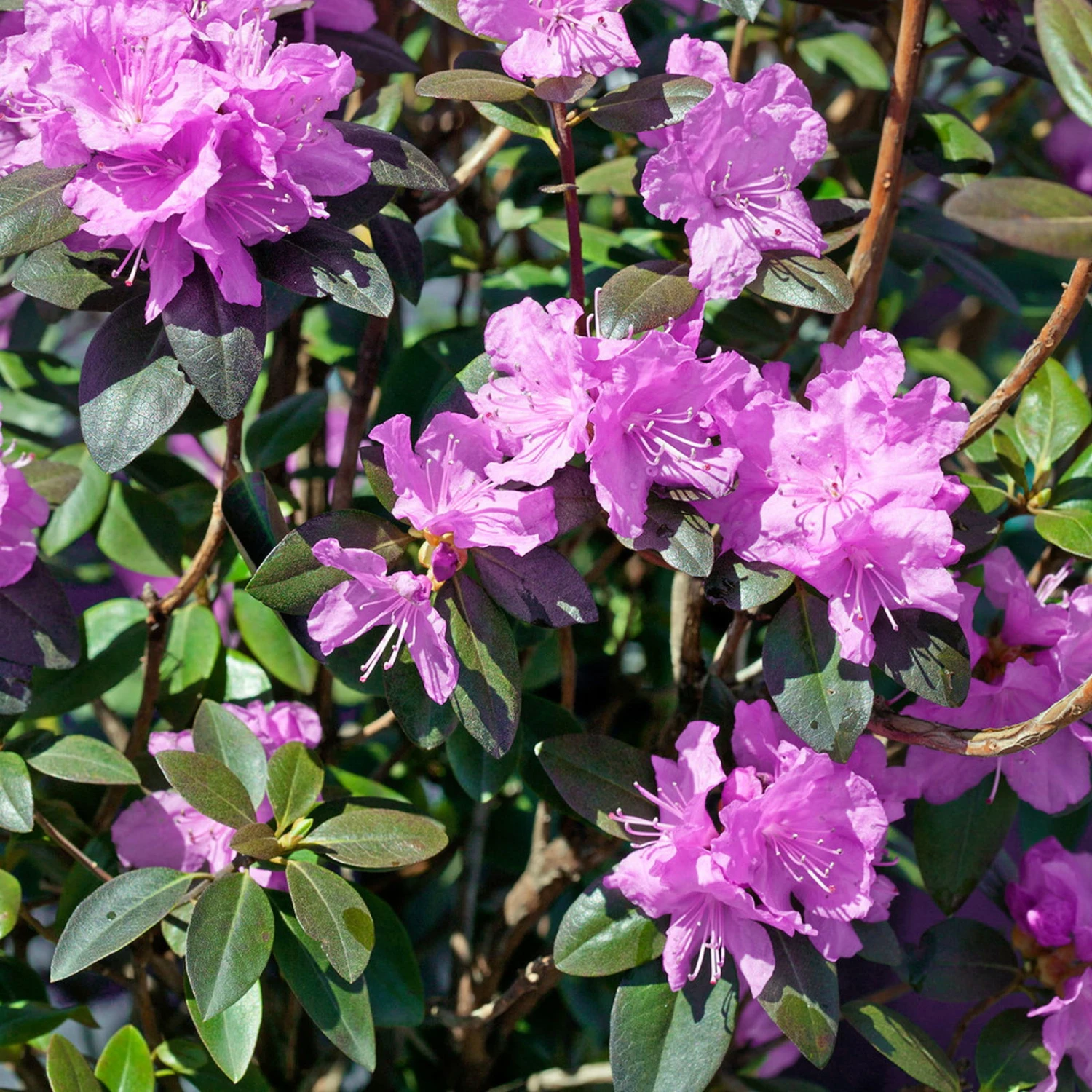 Frühlingsalpenrose 'P. J. Mezitt', 3er-Set, Höhe 30-40 Cm, Topf 4 Liter 1 Frühlingsalpenrose 'P. J. Mezitt', 3er-Set, Höhe 30-40 Cm, Topf 4 Liter