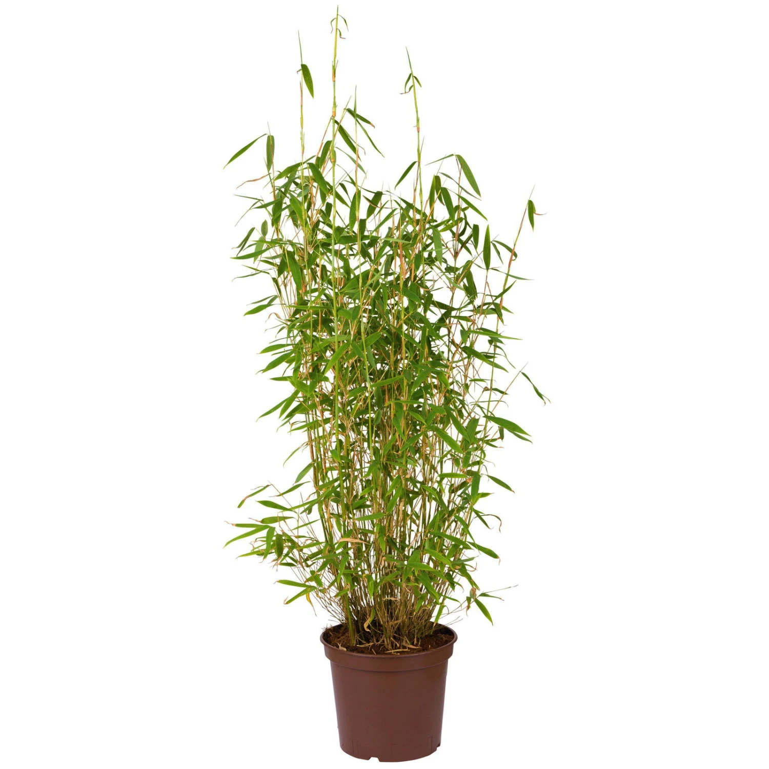 Bambus-Hecken-Set Fargesia 'Jumbo', 40er-Set, Höhe 40-60 Cm, Topf 5 Liter 2 Bambus-Hecken-Set Fargesia 'Jumbo', 40er-Set, Höhe 40-60 Cm, Topf 5 Liter – Bild 2