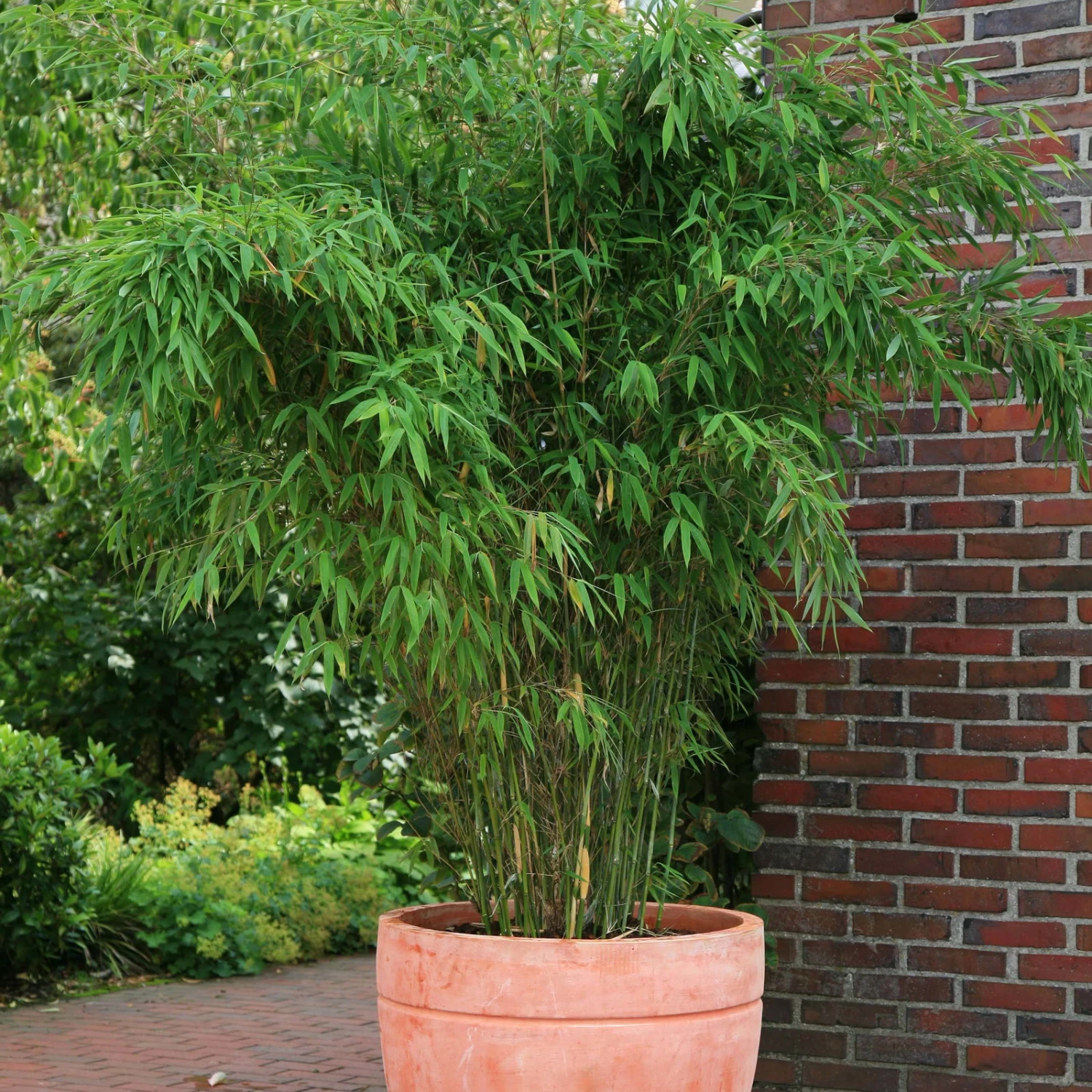 Bambus Fargesia 'Jumbo', 2er-Set, Höhe 80-100 Cm, Topf 10 Liter 1 Bambus Fargesia 'Jumbo', 2er-Set, Höhe 80-100 Cm, Topf 10 Liter