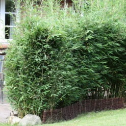 40er-Set Bambus-Hecken-Set Fargesia Spathacea "Blue Lizard"®, Höhe 80-100 Cm, Im 10 Liter Topf