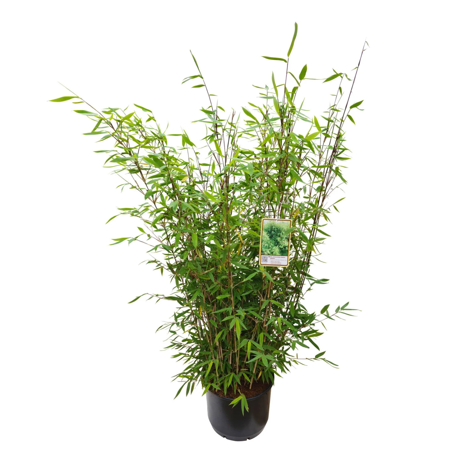 Gartenbambus 'Winter Joy', 10er-Set, Topf 10 Liter 2 Gartenbambus 'Winter Joy', 10er-Set, Topf 10 Liter – Bild 2