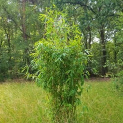 Elfenbein-Bambus 'Ivory Ibis'® (Japo 55' EU-S), 2er-Set, Höhe 80-100 Cm -Stilvolles Gartenmöbelgeschäft 0425100383 0425100384 Fargesia Ivory Ibis 080100 WEB 2 94511