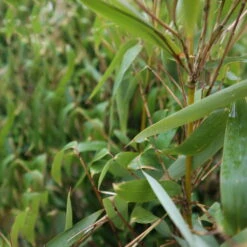 Elfenbein-Bambus 'Ivory Ibis'® (Japo 55' EU-S), 2er-Set, Höhe 80-100 Cm -Stilvolles Gartenmöbelgeschäft 0425100383 0425100384 Fargesia Ivory Ibis 080100 WEB 4 94514