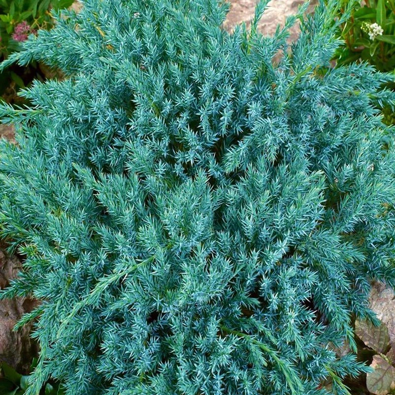 Blauer Teppichwacholder 'Blue Carpet', 10er-Set, Höhe 20-30 Cm, Topf 2 Liter 2 Blauer Teppichwacholder 'Blue Carpet', 10er-Set, Höhe 20-30 Cm, Topf 2 Liter – Bild 2