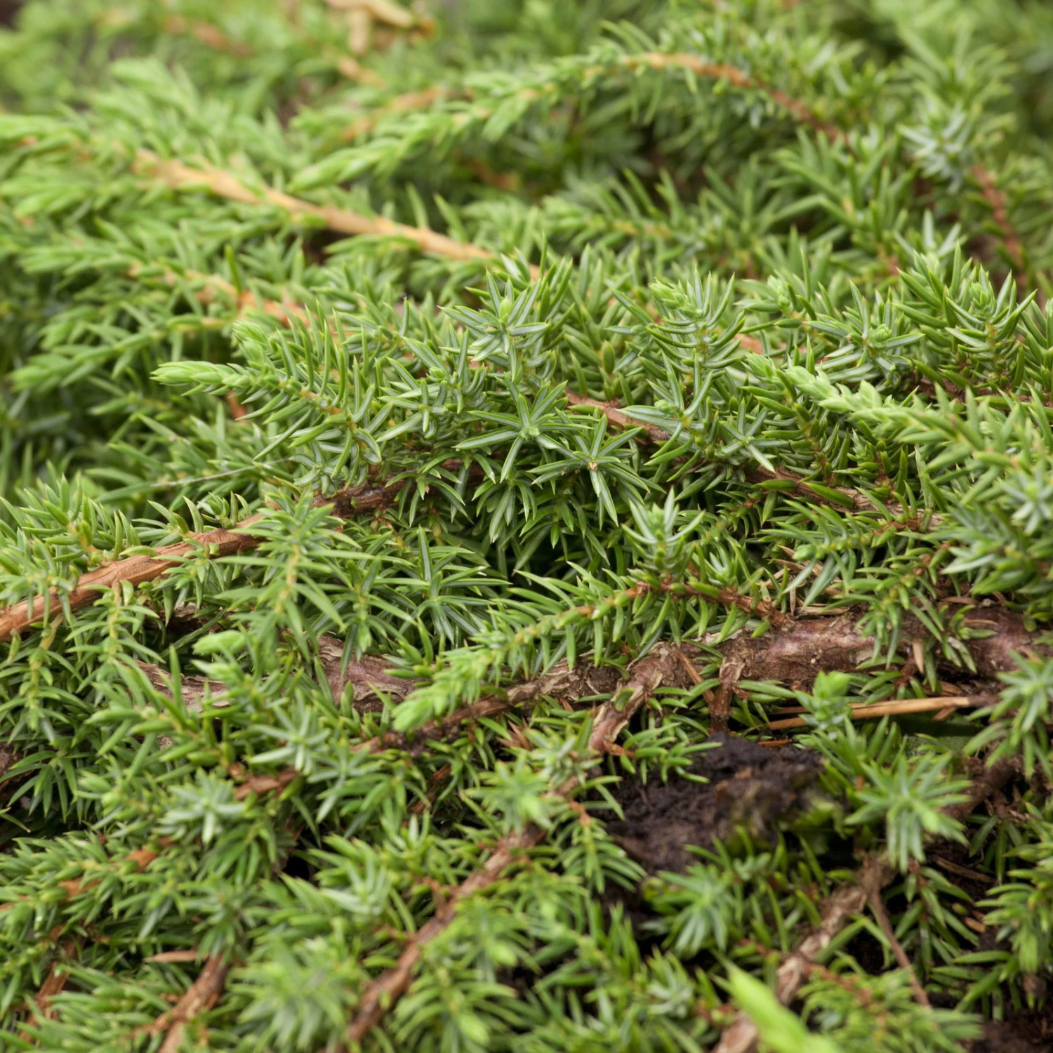 Grüner Teppichwacholder 'Green Carpet', Grün, 10er-Set, Höhe 20-30 Cm, Topf 2 L 1 Grüner Teppichwacholder 'Green Carpet', Grün, 10er-Set, Höhe 20-30 Cm, Topf 2 L