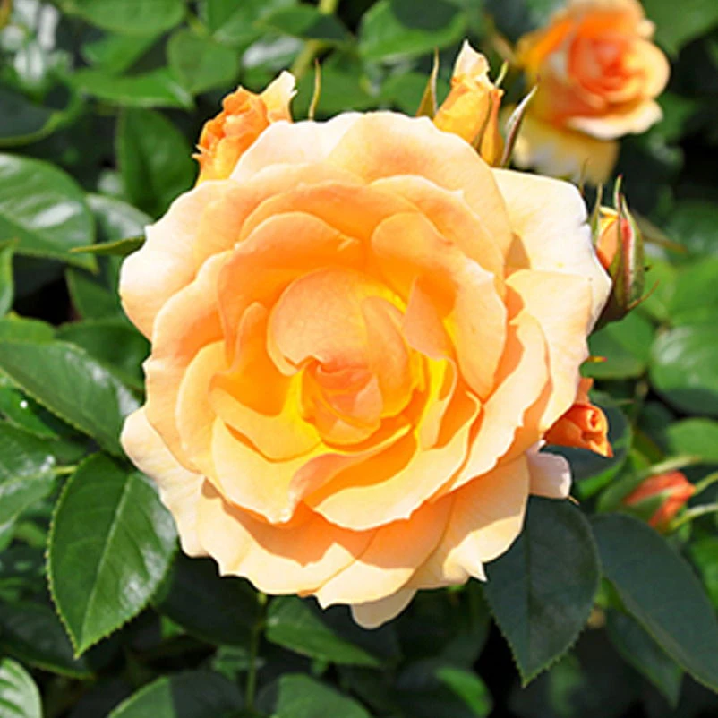 Beetrose 'Hansestadt Rostock®', Bernstein-aprikotfarben, Topf 6 Liter 2 Beetrose 'Hansestadt Rostock®', Bernstein-aprikotfarben, Topf 6 Liter – Bild 2