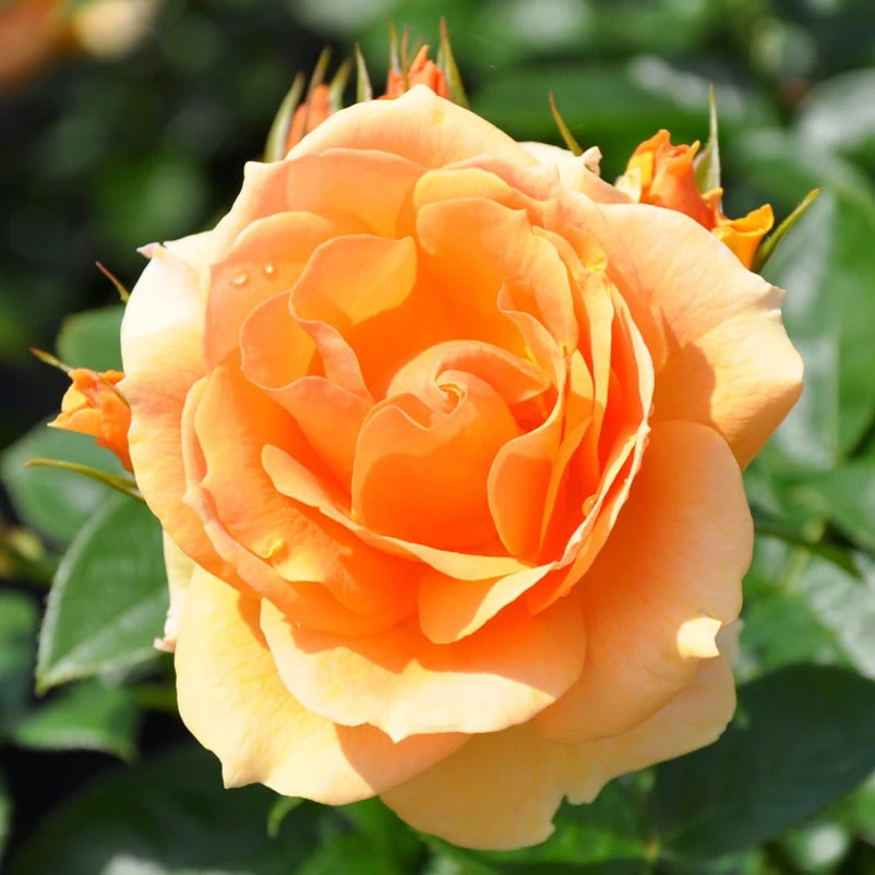 Beetrose 'Hansestadt Rostock®', Bernstein-aprikotfarben, Topf 6 Liter 1 Beetrose 'Hansestadt Rostock®', Bernstein-aprikotfarben, Topf 6 Liter