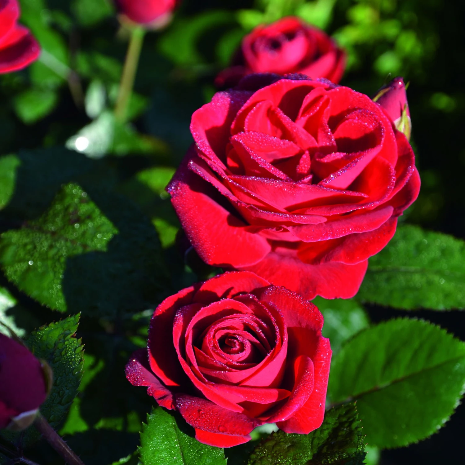 Beetrose 'Kompass'®, Rot, Topf 6 Liter, 4er Set 2 Beetrose 'Kompass'®, Rot, Topf 6 Liter, 4er Set – Bild 2