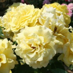 Strauchrose 'Lichtkönigin Lucia®', Kräftig Gelb, Topf 6 Liter