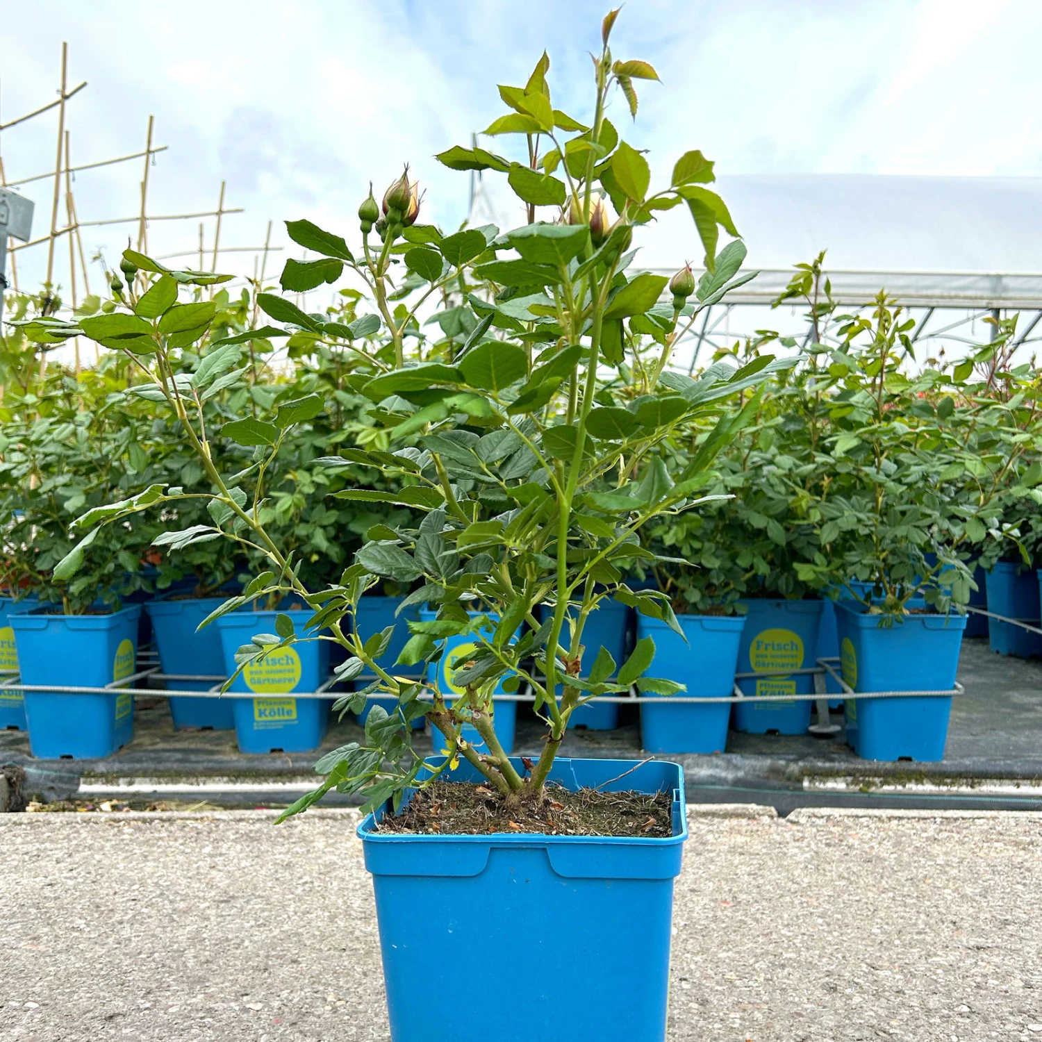 Kletterrose 'Uetersener Klosterrose®', Cremeweiß, Topf 6 Liter 1 Kletterrose 'Uetersener Klosterrose®', Cremeweiß, Topf 6 Liter