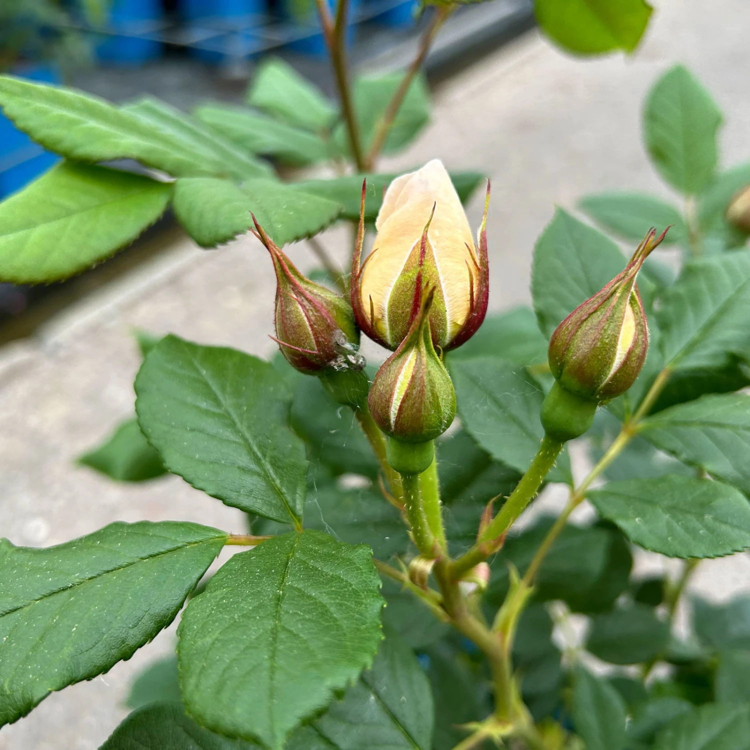 Kletterrose 'Uetersener Klosterrose®', Cremeweiß, Topf 6 Liter 2 Kletterrose 'Uetersener Klosterrose®', Cremeweiß, Topf 6 Liter – Bild 2