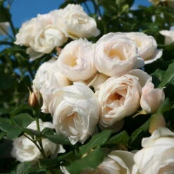 Kletterrose 'Uetersener Klosterrose®', Cremeweiß, Topf 6 Liter 9 Kletterrose 'Uetersener Klosterrose®', Cremeweiß, Topf 6 Liter -Stilvolles Gartenmöbelgeschäft 0460600349 UetersenerKlosterrose RGB 6057