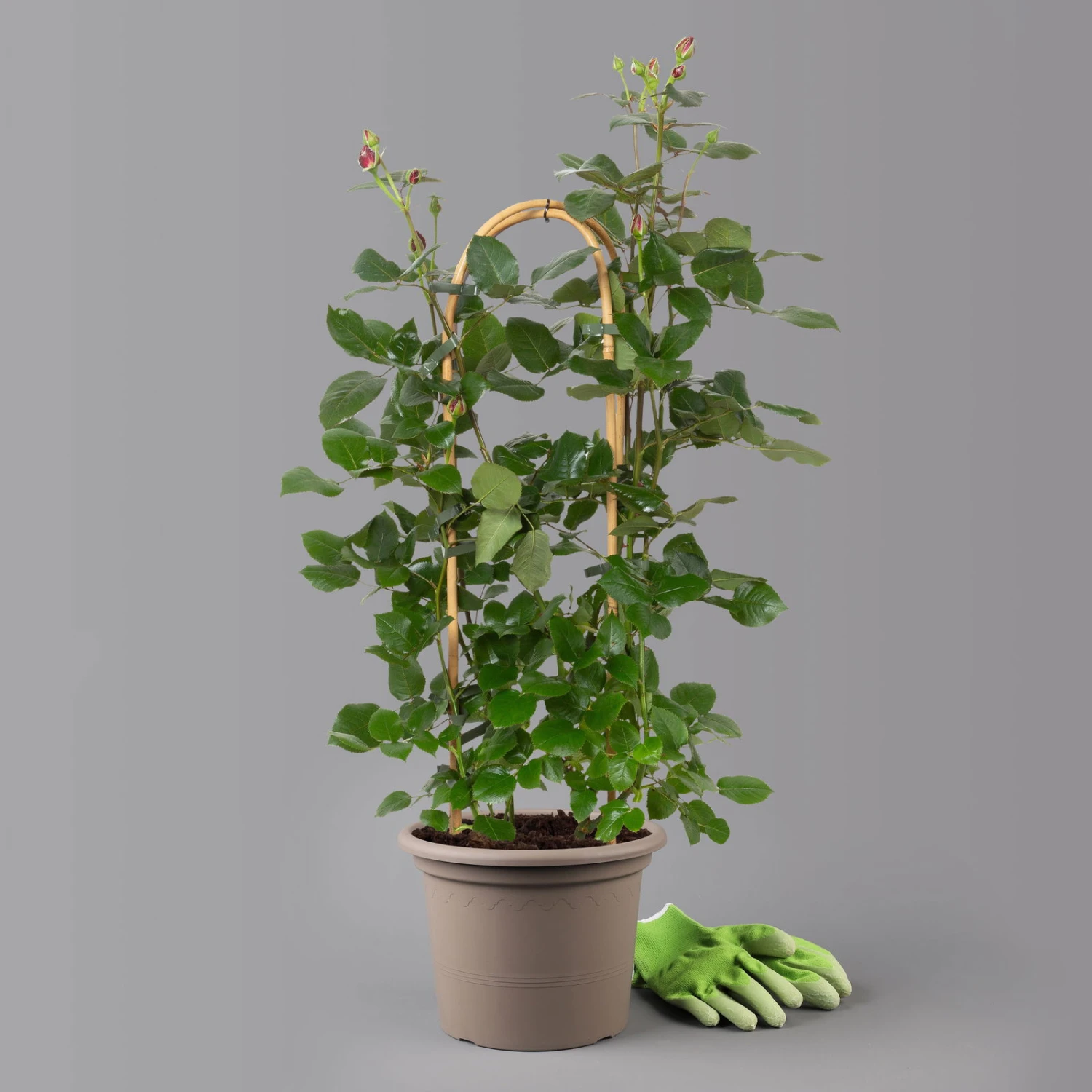 Duftende Edelrose 'Charisma'® Magentarot, Doppelbogen, Topf 7,5 Liter 2 Duftende Edelrose 'Charisma'® Magentarot, Doppelbogen, Topf 7,5 Liter – Bild 2