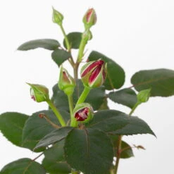 Duftende Edelrose 'Charisma'® Magentarot, Doppelbogen, Topf 7,5 Liter 10 Duftende Edelrose 'Charisma'® Magentarot, Doppelbogen, Topf 7,5 Liter -Stilvolles Gartenmöbelgeschäft 0460851081 charisma 2 124812